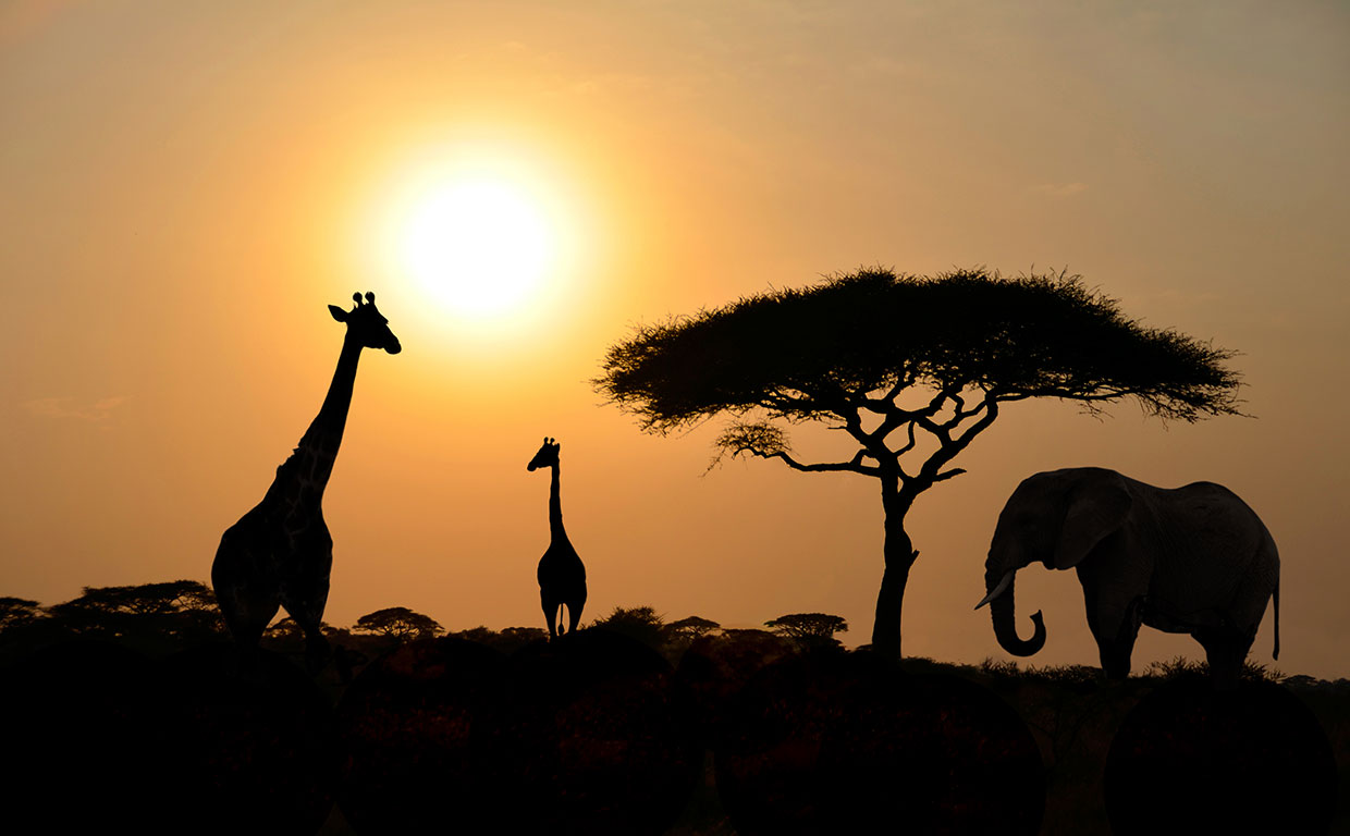 Giraffe-Elephant-Sunset